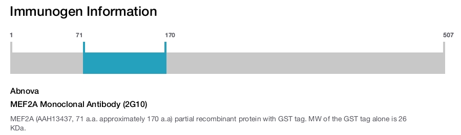 MEF2A Monoclonal Antibody (2G10)