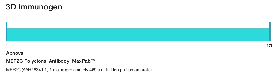 MEF2C Polyclonal Antibody, MaxPab&trade;