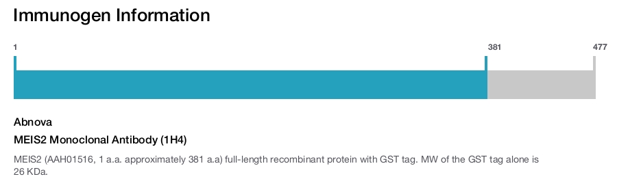 MEIS2 Monoclonal Antibody (1H4)