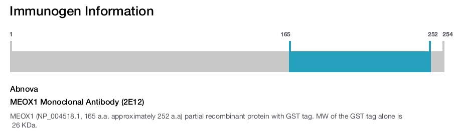 MEOX1 Monoclonal Antibody (2E12)