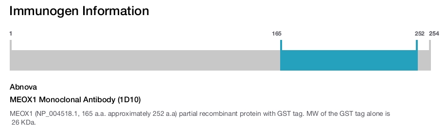 MEOX1 Monoclonal Antibody (1D10)