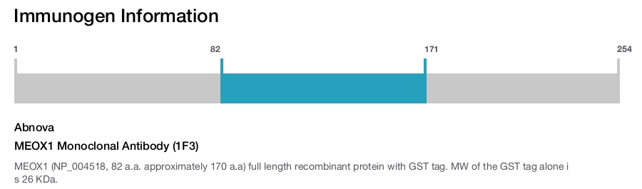 MEOX1 Monoclonal Antibody (1F3)