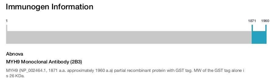 MYH9 Monoclonal Antibody (2B3)