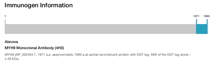 MYH9 Monoclonal Antibody (4H3)
