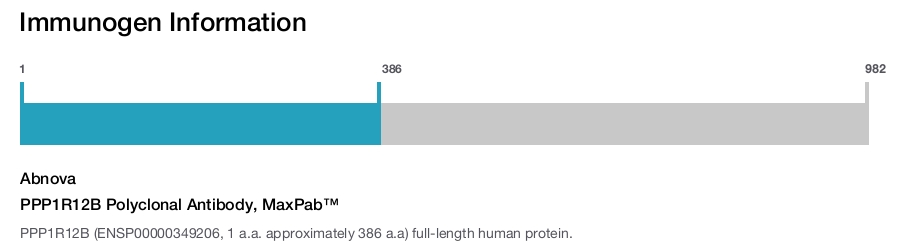 PPP1R12B Polyclonal Antibody, MaxPab™