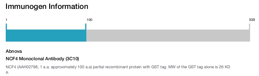 NCF4 Monoclonal Antibody (3C10)