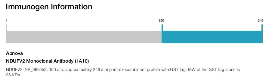 NDUFV2 Monoclonal Antibody (1A10)