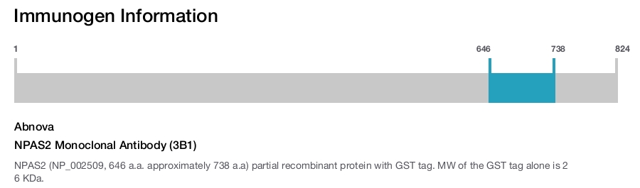 NPAS2 Monoclonal Antibody (3B1)