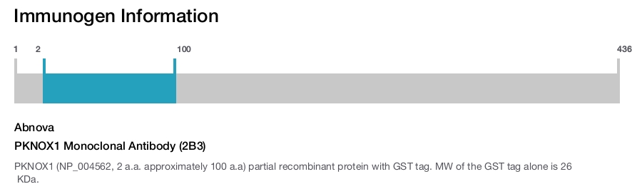 PKNOX1 Monoclonal Antibody (2B3)