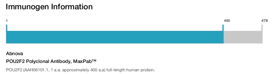 POU2F2 Polyclonal Antibody, MaxPab™