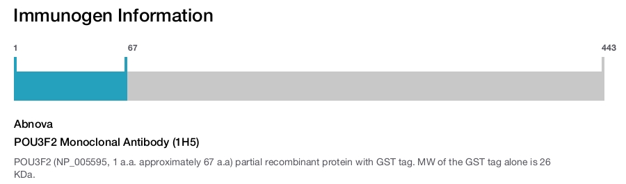 POU3F2 Monoclonal Antibody (1H5)