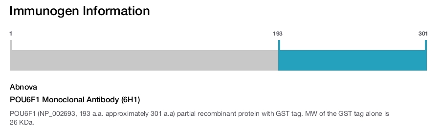 POU6F1 Monoclonal Antibody (6H1)
