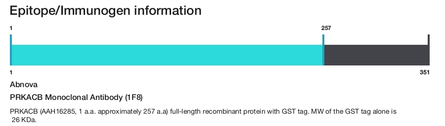 PRKACB Monoclonal Antibody (1F8)