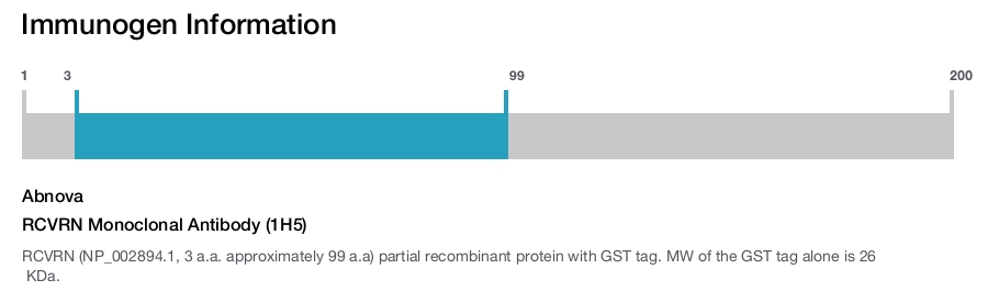 RCVRN Monoclonal Antibody (1H5)