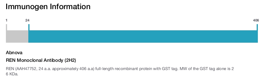 REN Monoclonal Antibody (2H2)