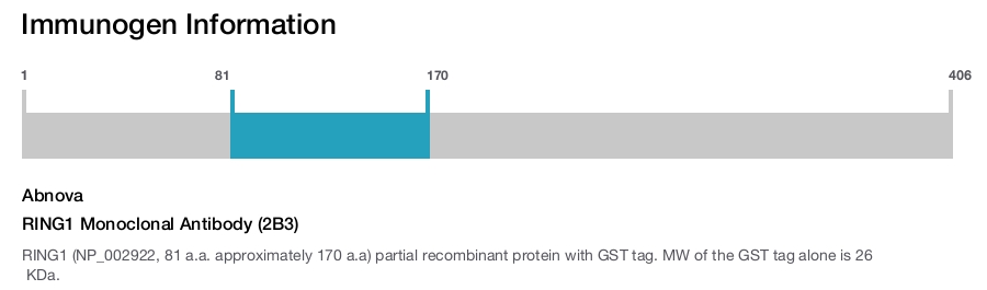 RING1 Monoclonal Antibody (2B3)