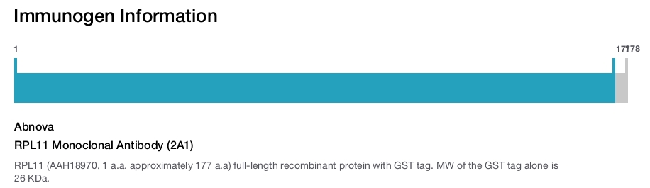 RPL11 Monoclonal Antibody (2A1)