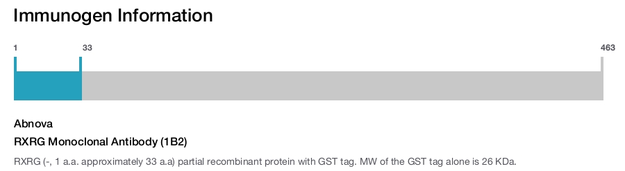 RXRG Monoclonal Antibody (1B2)