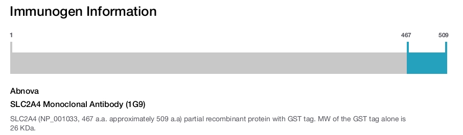 SLC2A4 Monoclonal Antibody (1G9)
