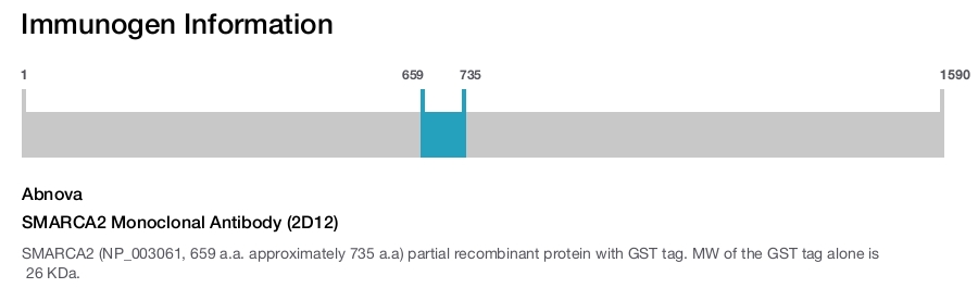 SMARCA2 Monoclonal Antibody (2D12)