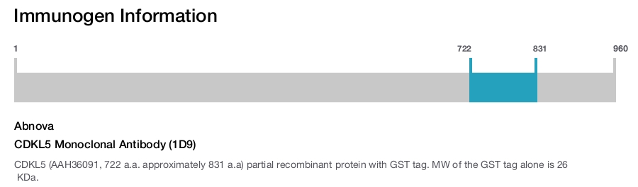 CDKL5 Monoclonal Antibody (1D9)