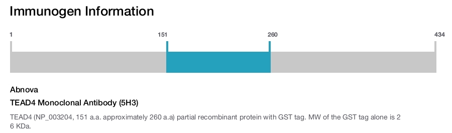 TEAD4 Monoclonal Antibody (5H3)