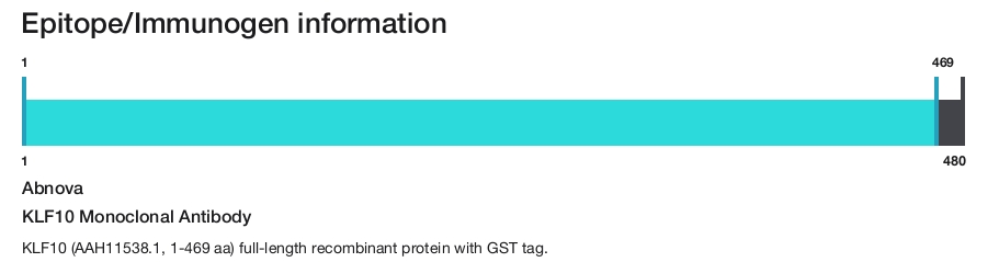 KLF10 Monoclonal Antibody