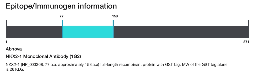 NKX2-1 Monoclonal Antibody (1G2)