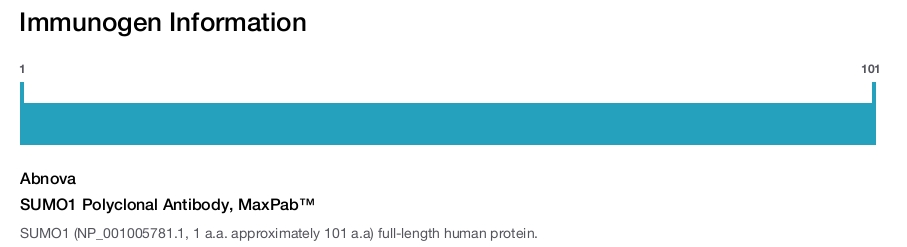 SUMO1 Polyclonal Antibody, MaxPab™