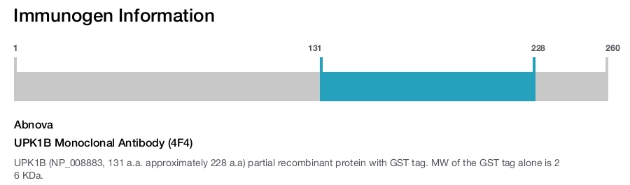 UPK1B Monoclonal Antibody (4F4)
