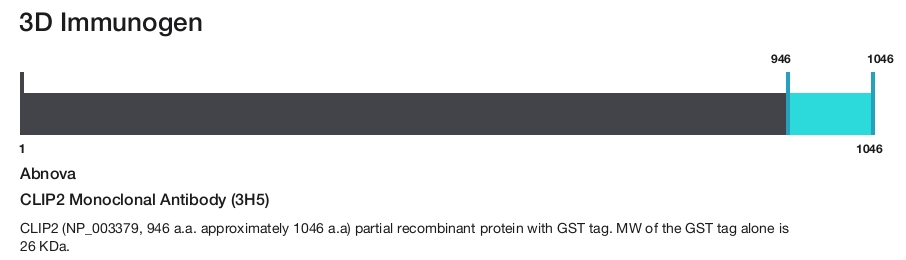 CLIP2 Monoclonal Antibody (3H5)