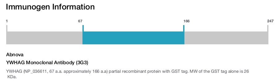 YWHAG Monoclonal Antibody (3G3)