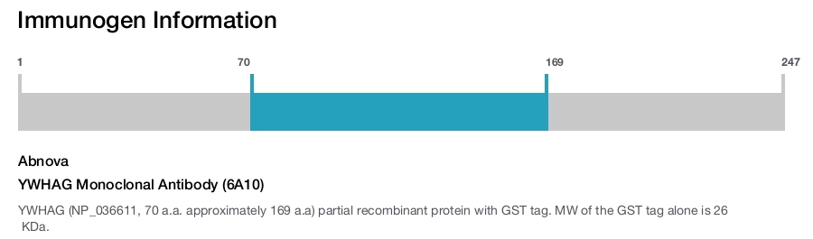 YWHAG Monoclonal Antibody (6A10)