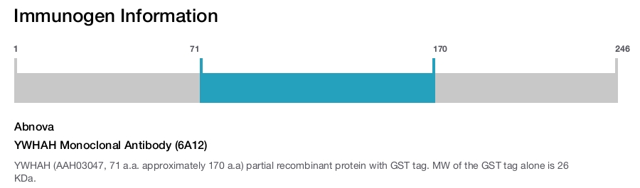 YWHAH Monoclonal Antibody (6A12)
