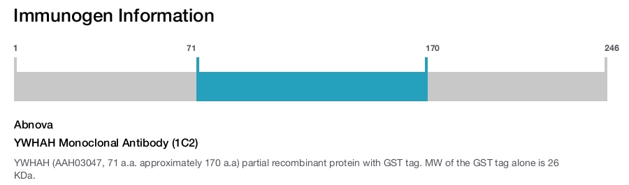 YWHAH Monoclonal Antibody (1C2)