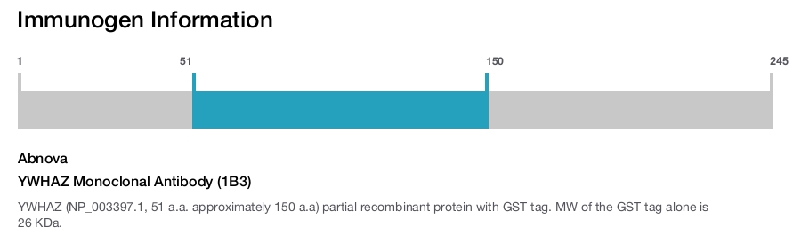 YWHAZ Monoclonal Antibody (1B3)