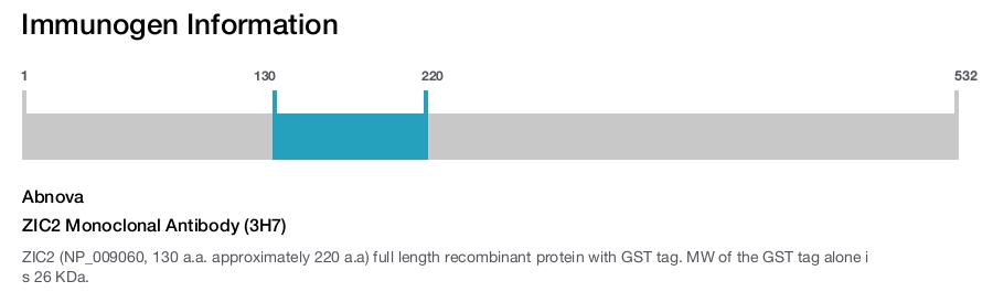 ZIC2 Monoclonal Antibody (3H7)