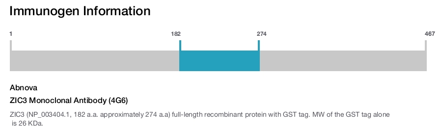 ZIC3 Monoclonal Antibody (4G6)