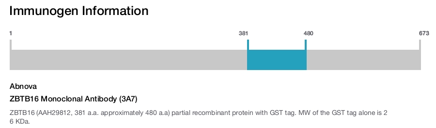 ZBTB16 Monoclonal Antibody (3A7)