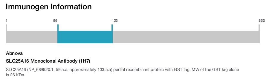SLC25A16 Monoclonal Antibody (1H7)