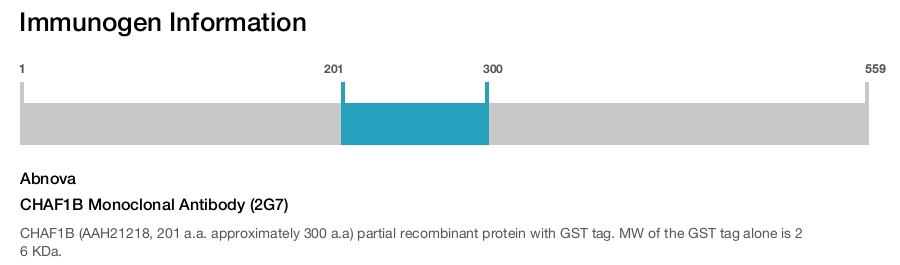 CHAF1B Monoclonal Antibody (2G7)