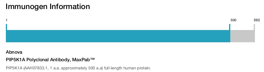 PIP5K1A Polyclonal Antibody, MaxPab™