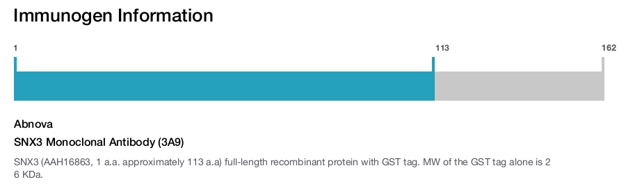 SNX3 Monoclonal Antibody (3A9)