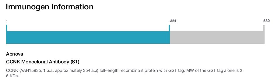 CCNK Monoclonal Antibody (S1)