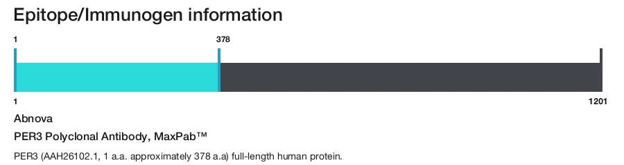 PER3 Polyclonal Antibody, MaxPab&trade;