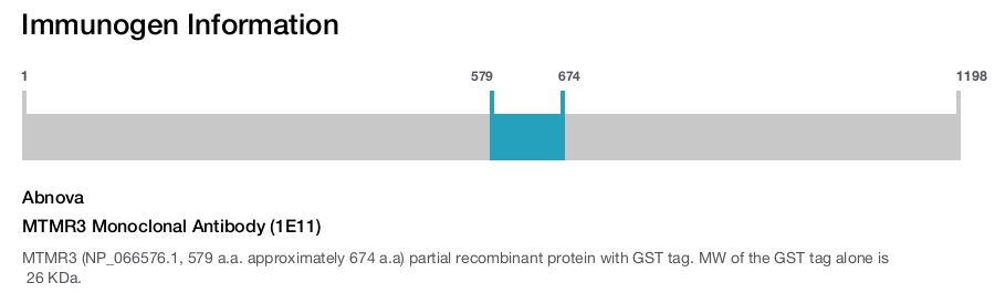 MTMR3 Monoclonal Antibody (1E11)