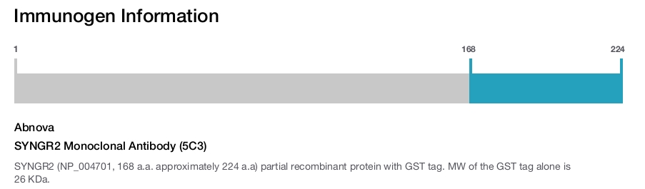 SYNGR2 Monoclonal Antibody (5C3)