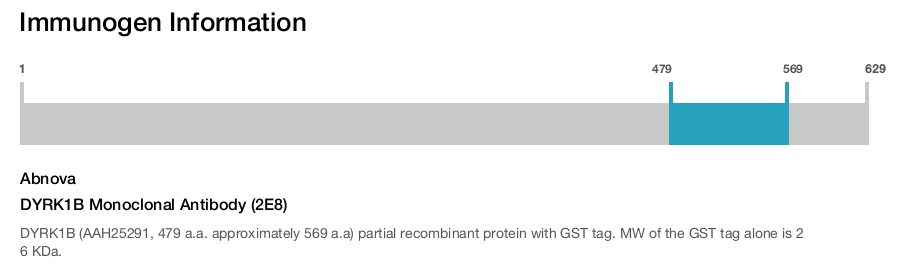 DYRK1B Monoclonal Antibody (2E8)