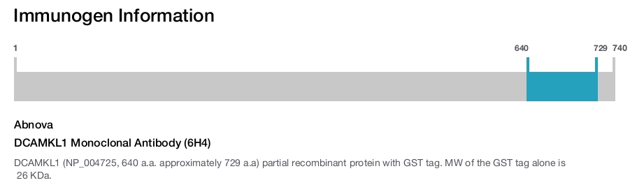 DCAMKL1 Monoclonal Antibody (6H4)
