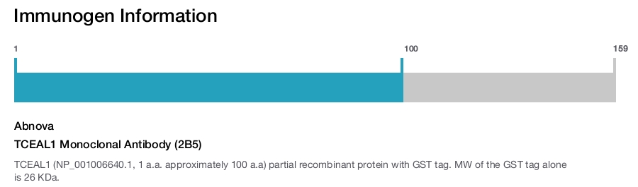 TCEAL1 Monoclonal Antibody (2B5)